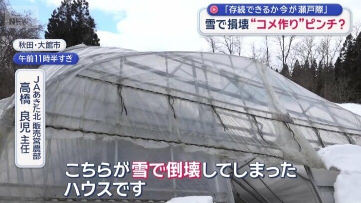 雪で倒壊してしまったビニールハウス
