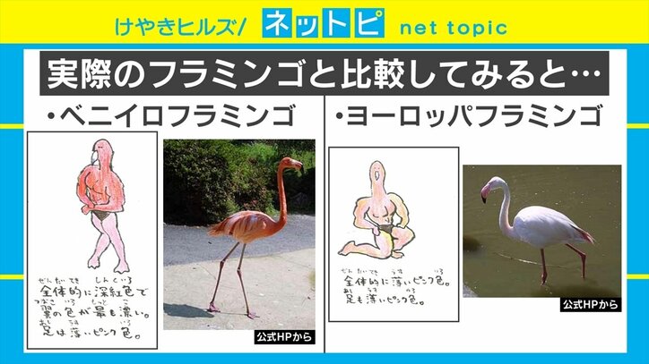 なぜマッチョ!? 長崎バイオパークの「フラミンゴの見分け方」の看板がSNSで話題