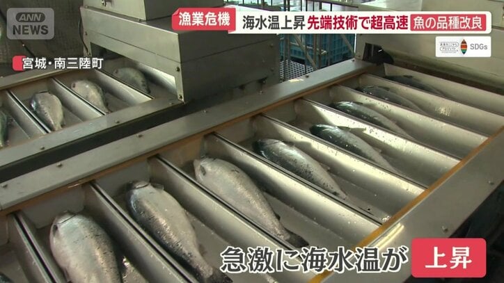急激に海水温が上昇
