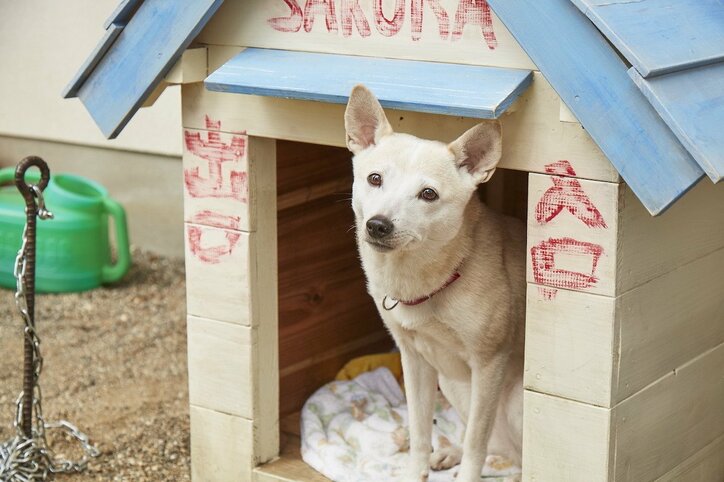 北村匠海×小松菜奈×吉沢亮『さくら』場面写真公開 映画初出演・欅坂46小林由依の写真も
