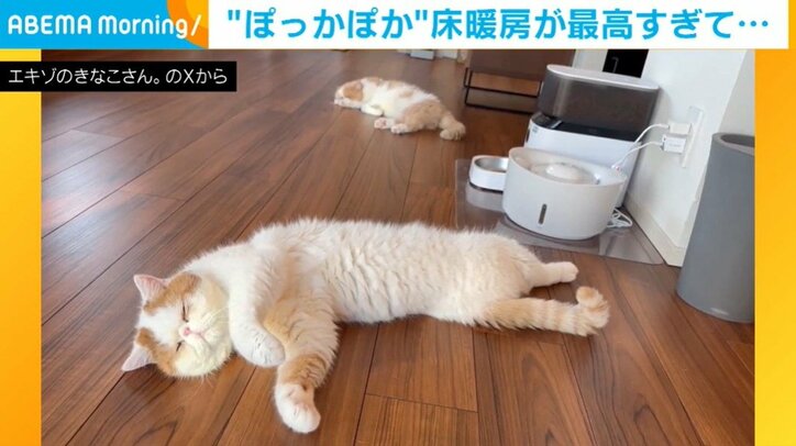 猫のきなこちゃんとひるねくん