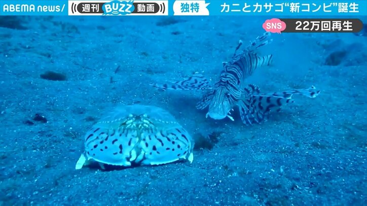 丸いカニとトゲトゲの魚 “癖”の強い二匹が醸し出す「ベテラン漫才コンビ」のような空気感が話題