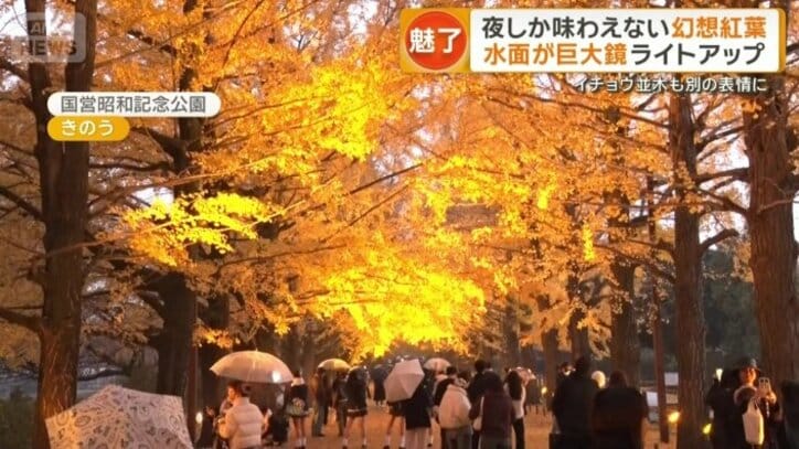 ライトアップされた黄葉