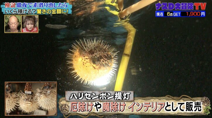 【写真・画像】ハリセンボンと蟹の不思議な合体シーンに井上咲楽が悶絶…予想外の超キュートな姿に「何これ、かわいい〜」