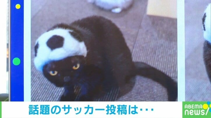 モデル経験を発揮にゃ！斬新な格好でW杯日本代表を応援する“猫スタッフ”たち フォトジェニックな姿が話題