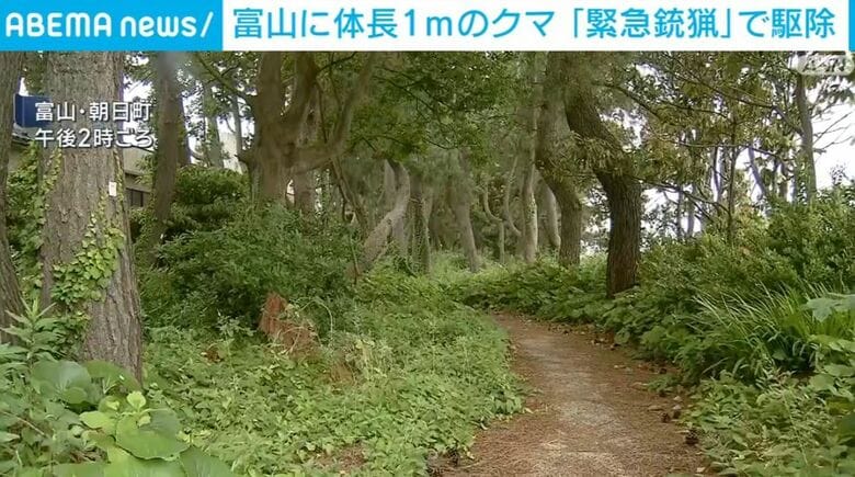 富山に体長1mのクマ 「緊急銃猟」で駆除