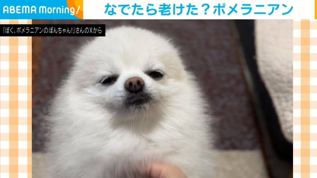 つぶらな瞳で見つめるポメ→なでると表情が