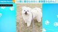 「人間に裏切られた！」お風呂場で“絶望”する犬に「なんか覗いてすみませんw」「でもきれいになった！」など反響