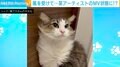 ドライヤーの風を浴びる猫の表情が話題に 「凛々しいですね」「カッコイイです!」