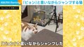 “ピョン”と言いながらジャンプする猫が話題に 「猫は一生に一度だけ人の言葉をしゃべるのよ」と反響続々