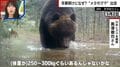 冬眠明けの「メタボグマ」CGを疑うほどの巨体に専門家も「この時期にしては大きい」一方で「町中に出てきている40キロのツキノワグマの方がリスクが高い」