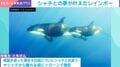 野生のシャチが息継ぎで“虹”をプレゼント!幻想的な奇跡のワンシーンに「美しすぎます」「魔法みたい」感動の声