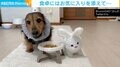 「一緒に食べよう」ぬいぐるみとご飯を食べる犬 食卓まで運ぶ姿が悶絶級