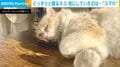 寝心地よさそう…“スマホ枕”で眠る猫の愛くるしい姿に「鳴らしたらどうなるんでしょう」「スヤスヤしとるw」と反響続々