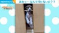 棒を咥えて隣の部屋に行きたい犬 意地でも移動しようとする“笑撃的”な姿に飼い主爆笑