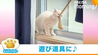 【映像】伸びるもの好きな猫が見つけた“おもちゃ” 飼い主悲鳴の遊び方「困りますー!」