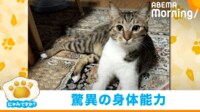 【映像】冷蔵庫の上に“華麗”に跳び上がる猫