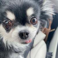 小柳ルミ子『成城石井で買った物』