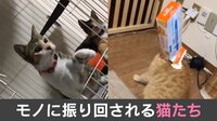 【週刊BUZZ動画】モノに振り回される猫たち