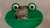【映像】石鹸入れを乗っ取るカエル