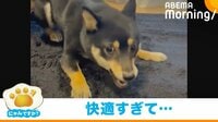 豆柴が新しいラグマットに大興奮 “衝撃の結末”に飼い主「嬉しいなら仕方ない」