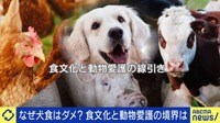 犬の肉を使った鍋料理「補身湯」とは?韓国では消えゆく「犬食文化」