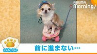 【映像】スケボーが前に進まない…"困惑顔"のチワワ