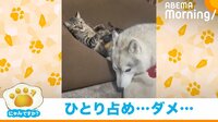 猫がドヤ顔でソファを占領 取られて拗ねる犬の姿にほっこり