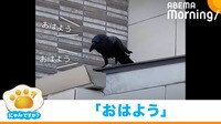 【映像】「オハヨッオハヨッ」挨拶をするカラス