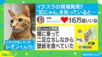 "イタズラネコ"を叱ったら…猛クレームを入れるネコ2匹