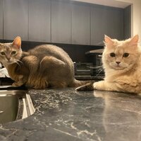 しょうくん『ご報告』