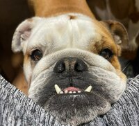 北斗晶『牙が…』