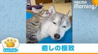 親子のような犬と猫