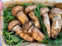 研ナオコ『秋の味覚』