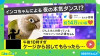 【映像】夜更かしできる嬉しさを爆発させたインコの“喜びの舞”