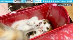 投稿者「家族の人生をメチャクチャにする猫」←自由気ままにやりたい放題な姿に「キングボンビー襲来！」「まさに神の如き所業」と反響