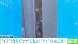 入浴中の飼い主を覗き見？ドアの隙間から“ブレーメンの音楽隊状態”に並ぶ4匹の猫が話題「勢揃いの綺麗な並び」