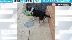 視力が衰え、散歩ができなくなってきた老犬のために… 愛犬のための優しすぎるアイデアグッズ “手作り安全器具”が話題に