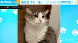ドライヤーの風を浴びる猫の表情が話題に 「凛々しいですね」「カッコイイです！」
