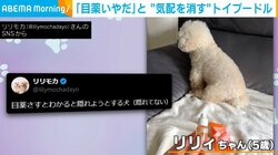 苦手な目薬に気づいた犬 気配を消そうとした？バレバレ過ぎる“隠れ方”が話題