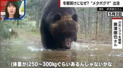 冬眠明けの「メタボグマ」CGを疑うほどの巨体に専門家も「この時期にしては大きい」一方で「町中に出てきている40キロのツキノワグマの方がリスクが高い」