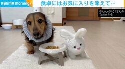 「一緒に食べよう」ぬいぐるみとご飯を食べる犬 食卓まで運ぶ姿が悶絶級