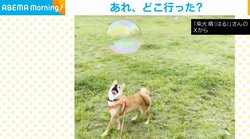 好奇心旺盛な柴犬 “消えたシャボン玉”に困惑する様子に「愛おしすぎます」「めっちゃ探してる（笑）」と反響
