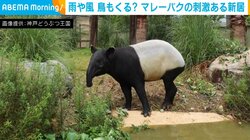 マレーバクの野生的で刺激すぎる”新居”が話題に 体も大きくなってきたのでより自然に近い形へお引っ越し