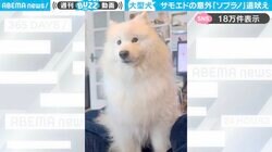 予想外の高音！？大型犬の“ソプラノ遠吠え”に「可愛くて永遠に見てしまう」「バツの悪そうなお顔がたまらん」と反響