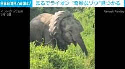 まるでライオン？ “タテガミ”が生えた奇妙なゾウが出現…まさかの正体と緊迫の救出劇 インド