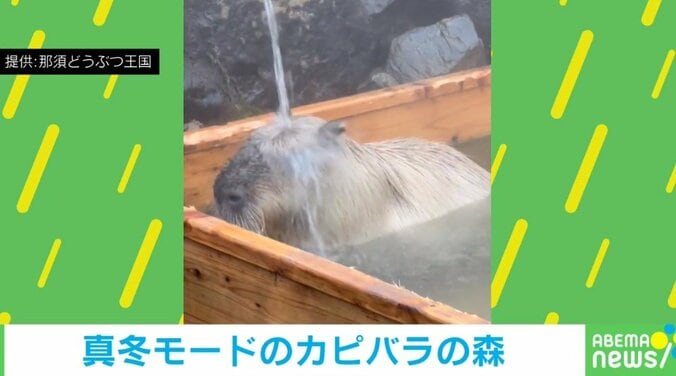 カピバラが温泉で“滝行”！？ 独特すぎる行動に「結構な勢いなのがいいのかな？」「きく～」と反響 1枚目