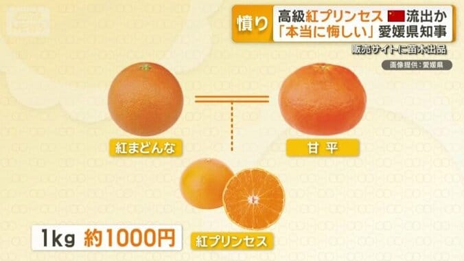 愛媛県産の柑橘類「紅プリンセス」