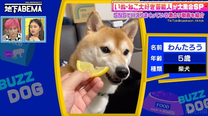 【写真・画像】わんこ「食べるぅ」ごはんのおねだりをする北海道犬のおしゃべりに衝撃「言ってる」「すごい」　1枚目