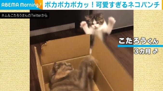 バトル勃発!? “かわいすぎるパンチ”を繰り出す猫の縄張り争いに「面白すぎて寝れません」「笑い過ぎた」と爆笑の声 1枚目